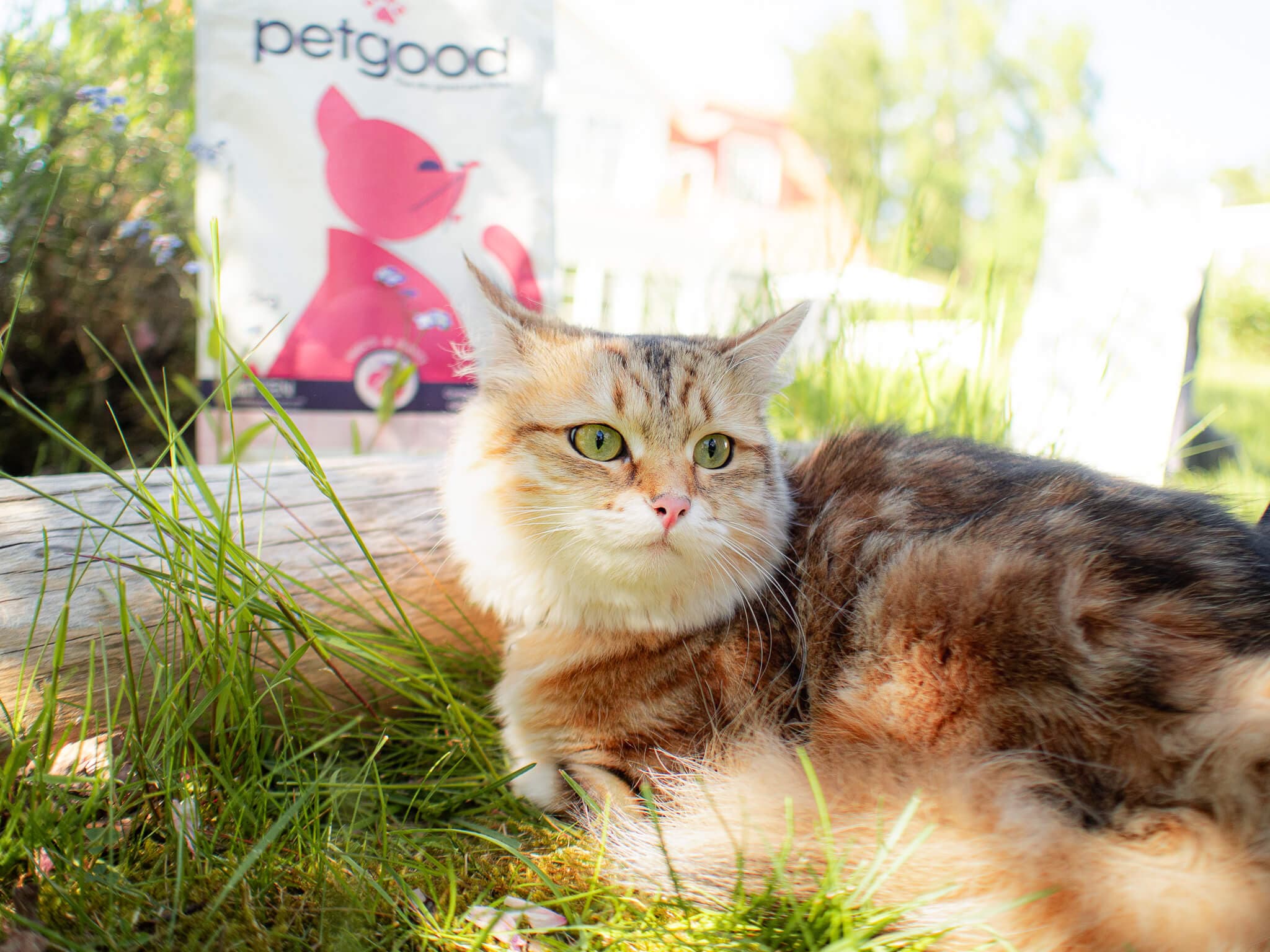 https://a.storyblok.com/f/236174/2048x1536/2755ac3b86/petgood-kitten-cat-outside.jpg