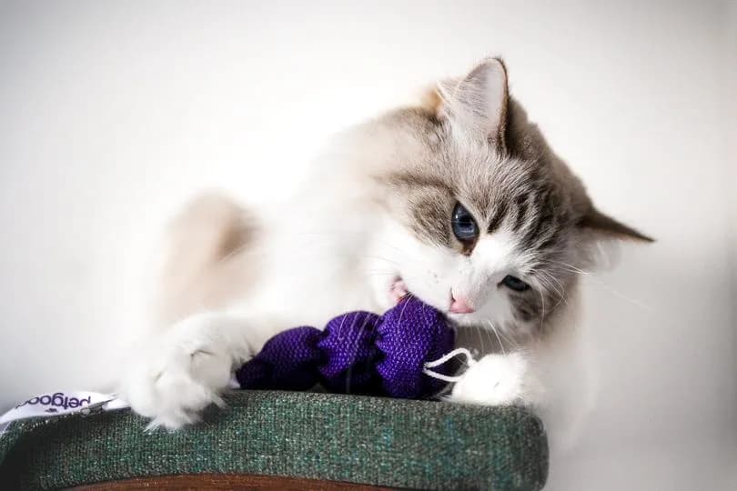 https://a.storyblok.com/f/236174/810x540/a924f77a8b/cat-with-buzz-cat-toy.webp